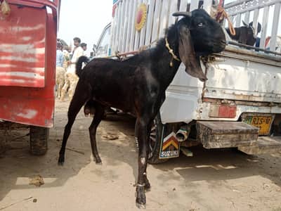 Dowanad bakra for sale Qurbani wly or bakry b dastayab hain