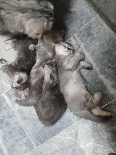 persian cats