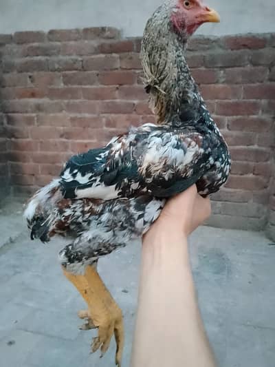 Pair Pure Pakistani Bloodline – Double Hadi Male & Lakhi Female