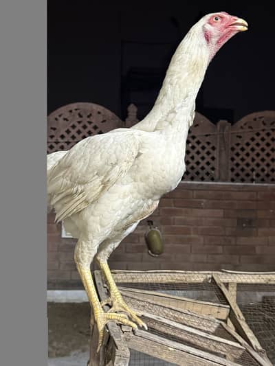 Paper white king shamu female