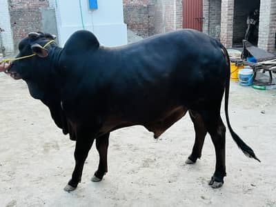 Qurbani bull for sale