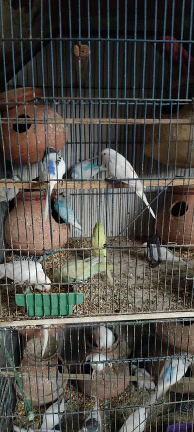 bajri bird's (par pair 1000