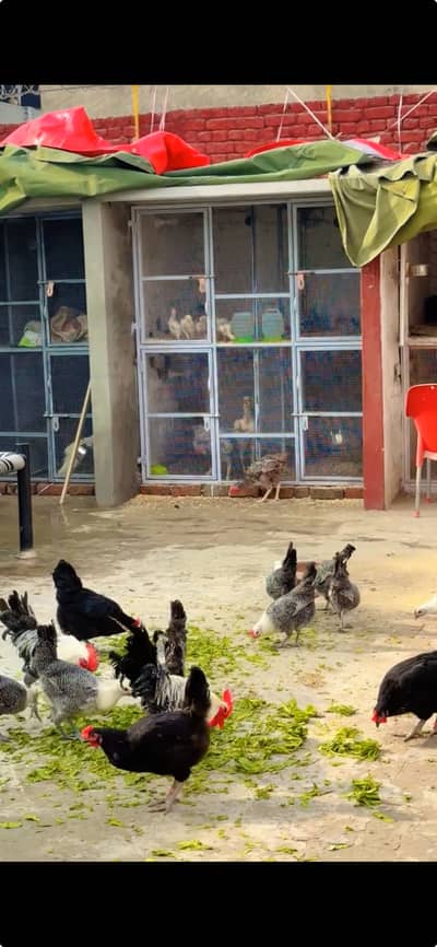 Paper white shamo German shamo adult and chicks