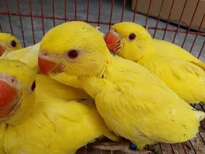 yellow chicks for sale