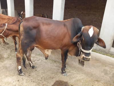 Bachha for sale