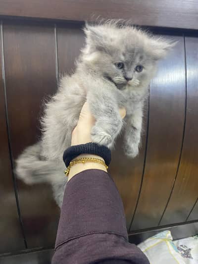 baby cat