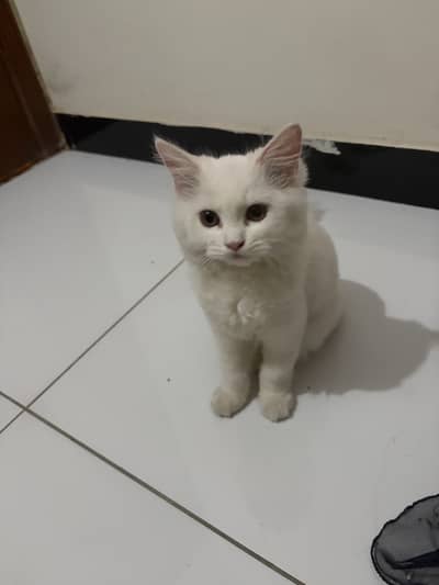 Triple coated Persian kitten for Sale in Karachi