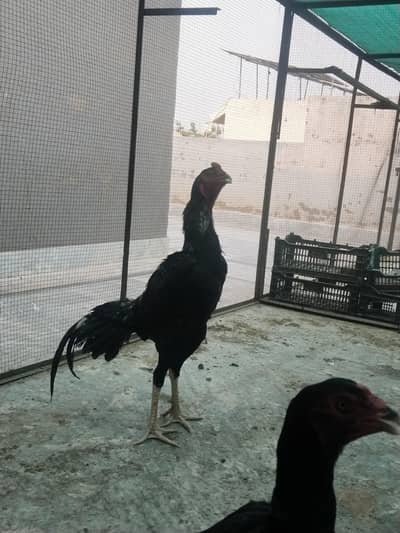 Black Shamo Pair for Sale 