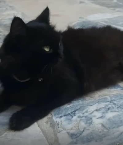 Black cat
