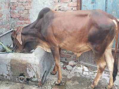 Qurbani 2026 live weight 819 rupey per kg free home delivery