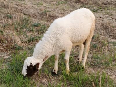Sheep for sale