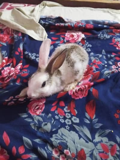 pair of rabbits for salling