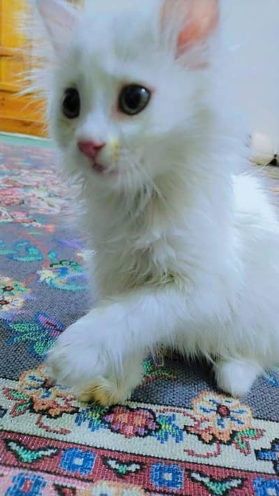 Persian cat