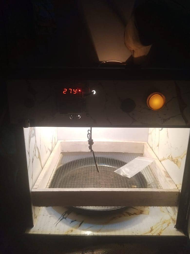 incubator 1