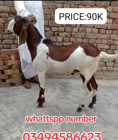 Desi bakre for sale.   dha phase 8 lahore