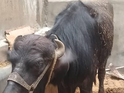 Qurbani buffalo 2 dant weight 5 man