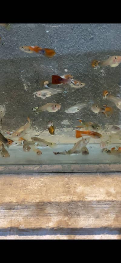 Breeder guppies