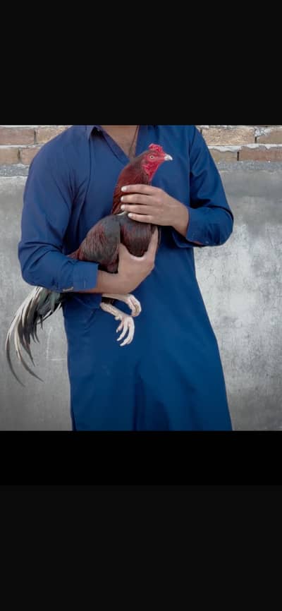 Mianwali aseel
