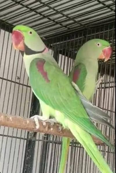 raw parrot pair
