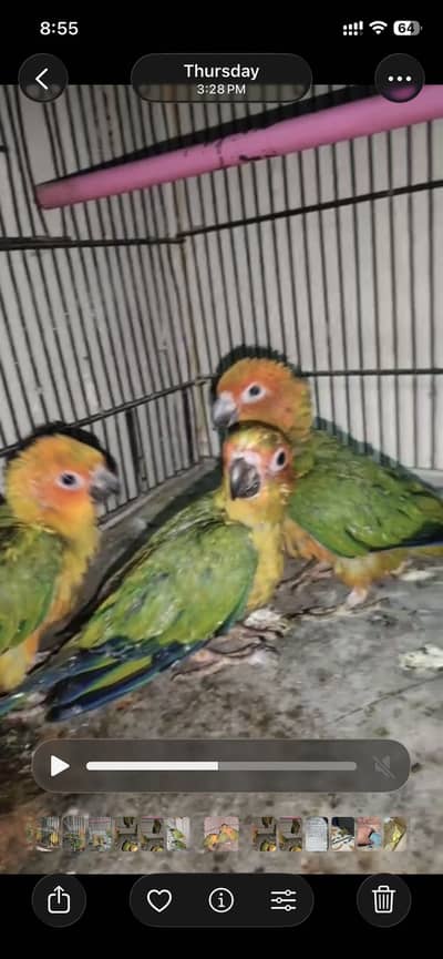 Sun conoure chicks