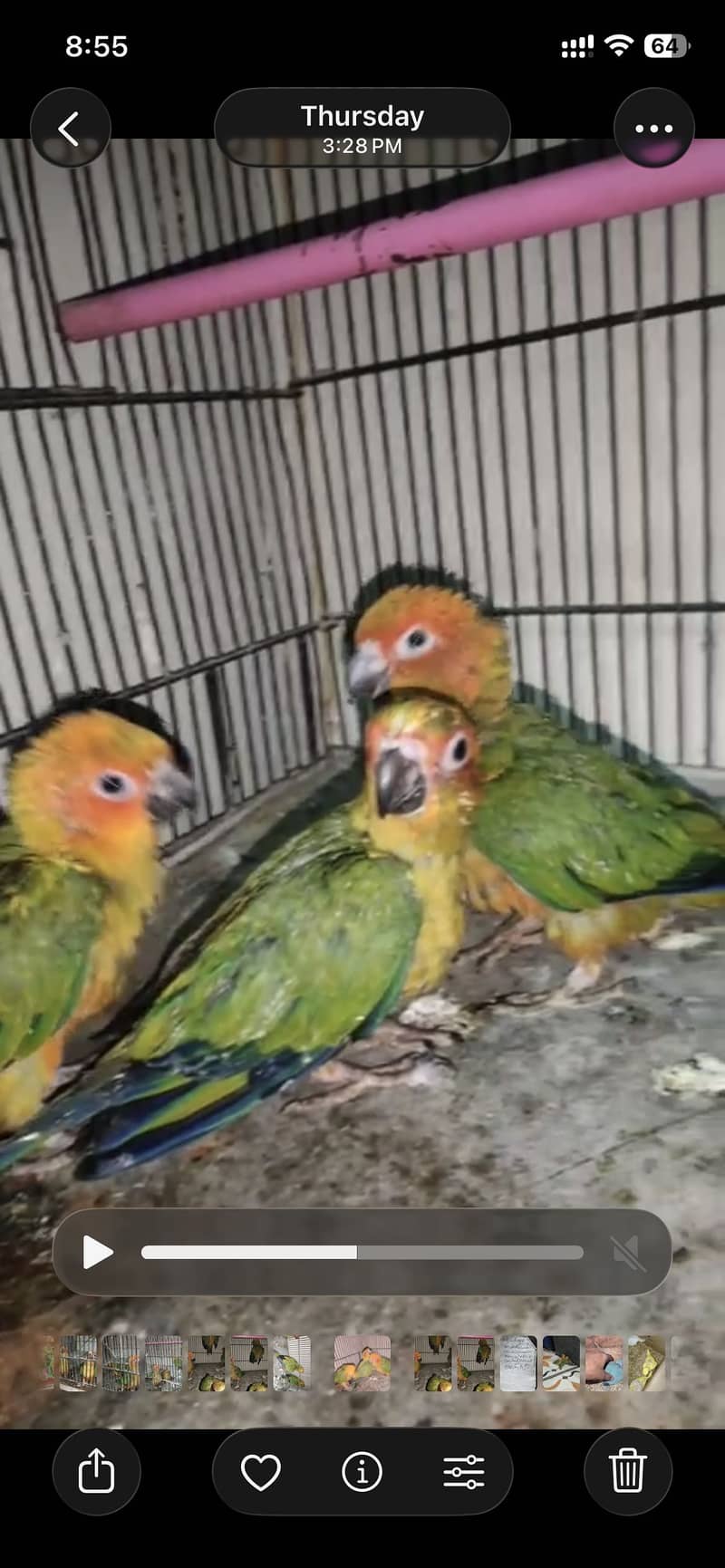 Sun conoure chicks 0