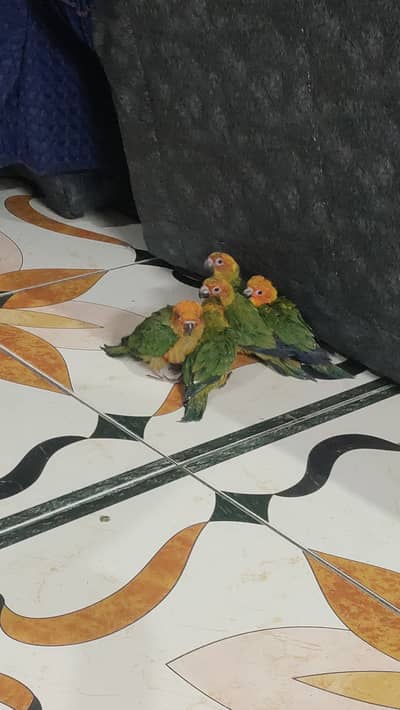 Sun conoure chicks