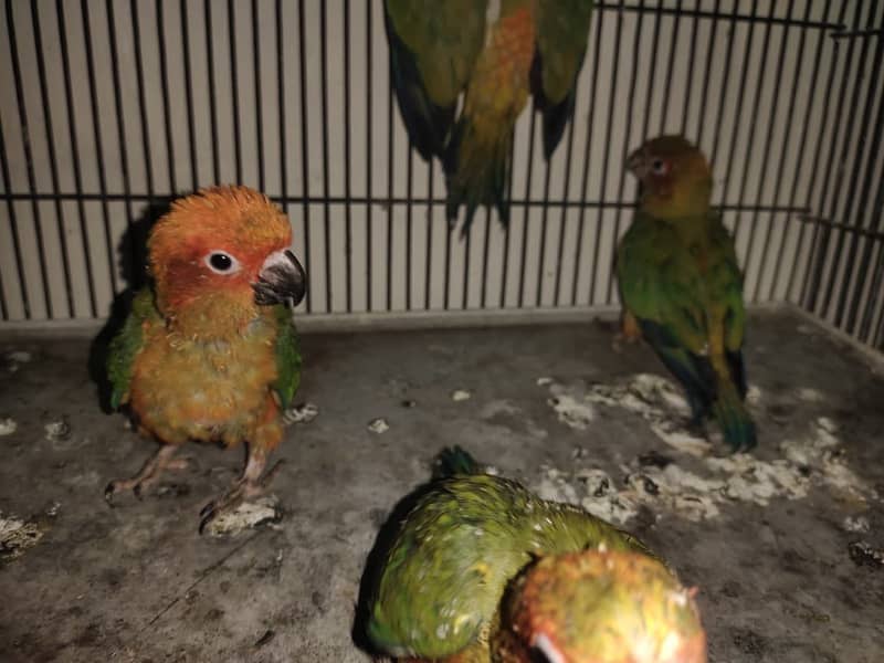 Sun conoure chicks 2