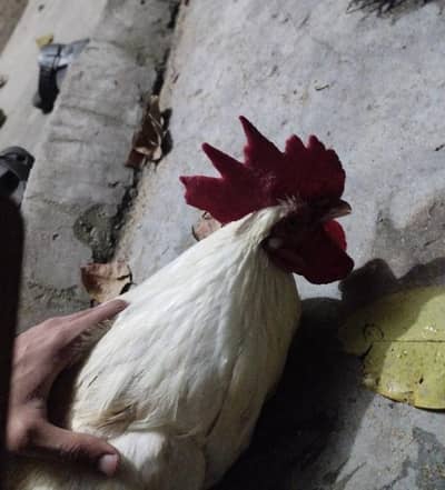 (Price can be negotiaor)sale: pure white Desi Breed Rooster (male hen)