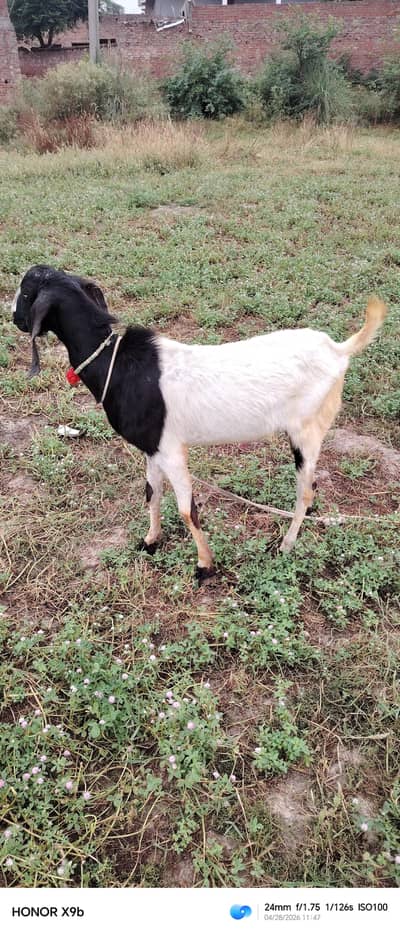 betal black bakreyan or 1 bakra for sale