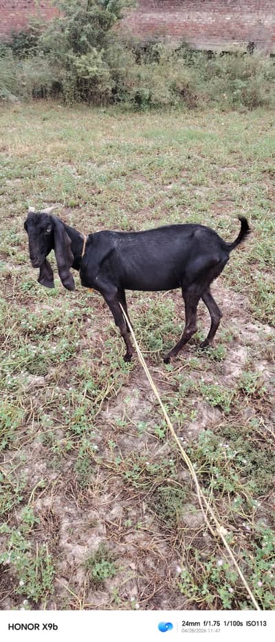 betal black bakreyan for sale