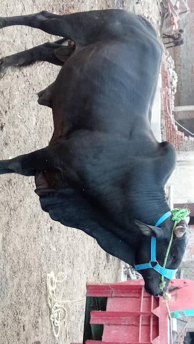 SADA for sale