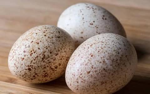 turkey, genie foul ya ducks fertile eggs chahie