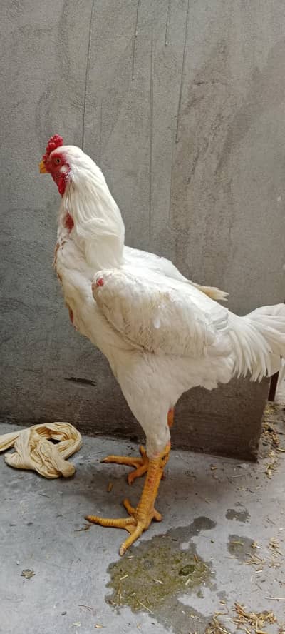 Pure white shamo male