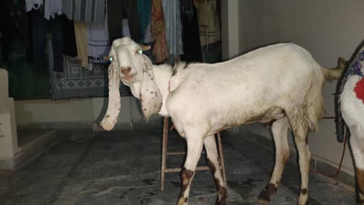 2 Dant Bakra for sale | Qurbani  wala bakra for sale