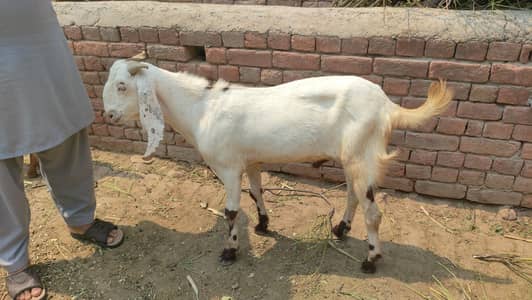 2 Dant Bakra for sale | Qurbani  wala bakra for sale