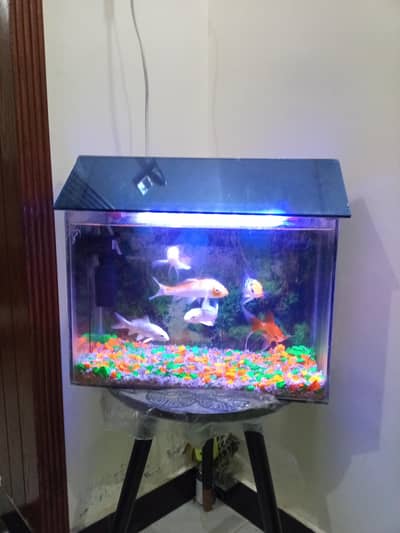 Aquarium with Fishes