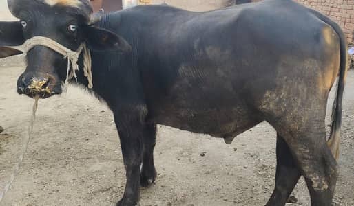 Qarbini wala Kata For sale