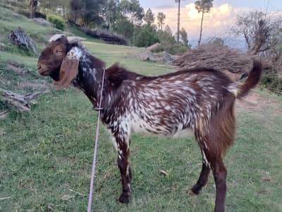 Goats for Qurbani are available (Bakray)