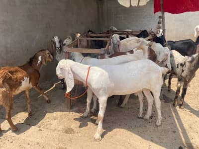 Eid qurbani bakra goat of farm house for sale
