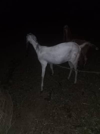 Bakri Goat For Sale