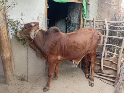 qurbani k janwar