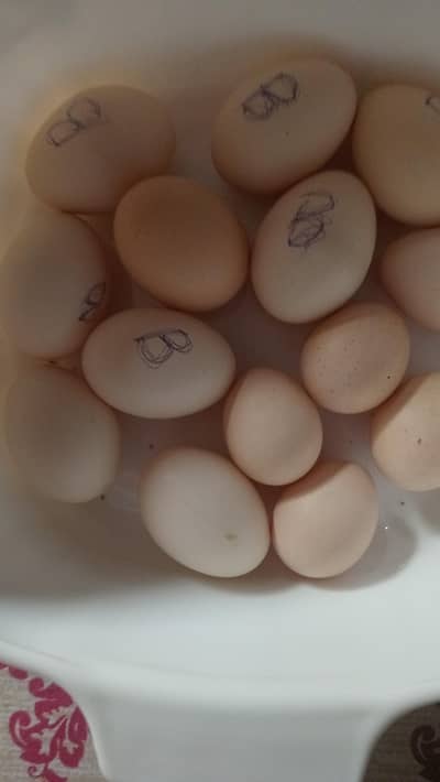 fresh aseel lakha fertile eggs for sale