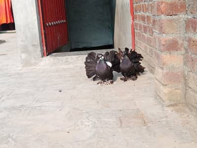 Marcan breeder female for sale