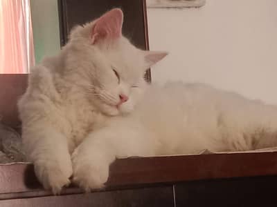male cat