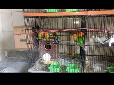 parrots birds for sale urgently