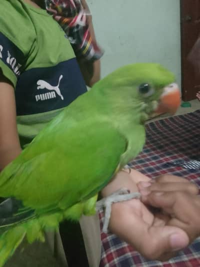  Beautiful Hand Tamed Green Parrot For Sale
