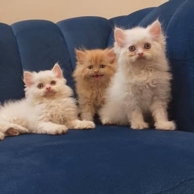 persian triple coated