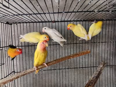 Green chk conure hand taim silf+love birds parrot ostrlin