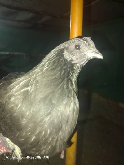 Ayam cemani female hen pure breed