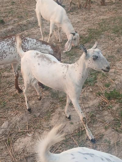 Qurbani Kay bakray